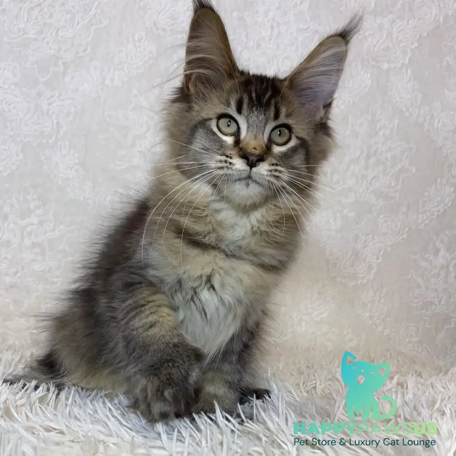 Leon Maine Coon polydactyl male black ticked tabby - live animals