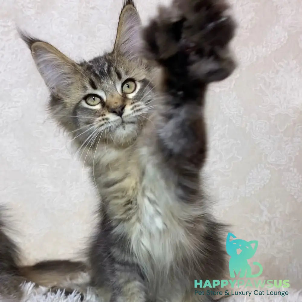 Leon Maine Coon polydactyl male black ticked tabby - live animals