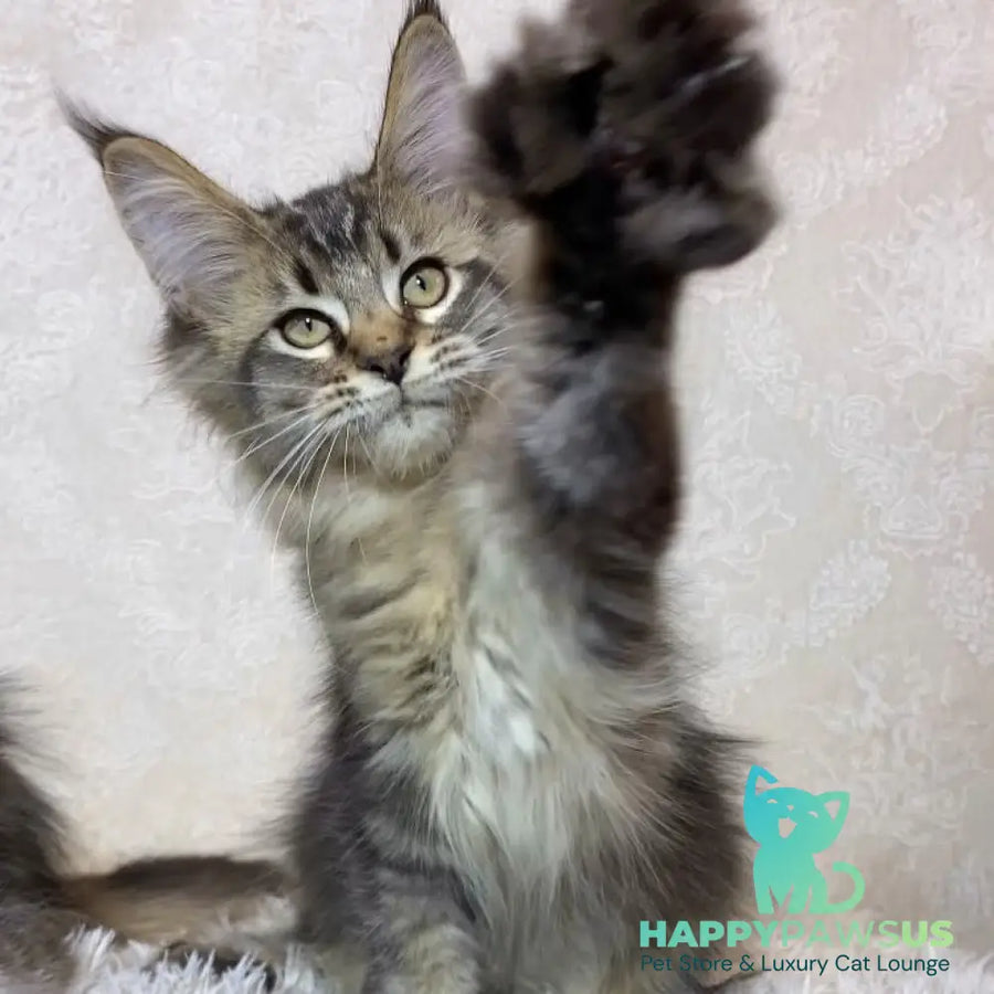 Leon Maine Coon polydactyl male black ticked tabby - live animals