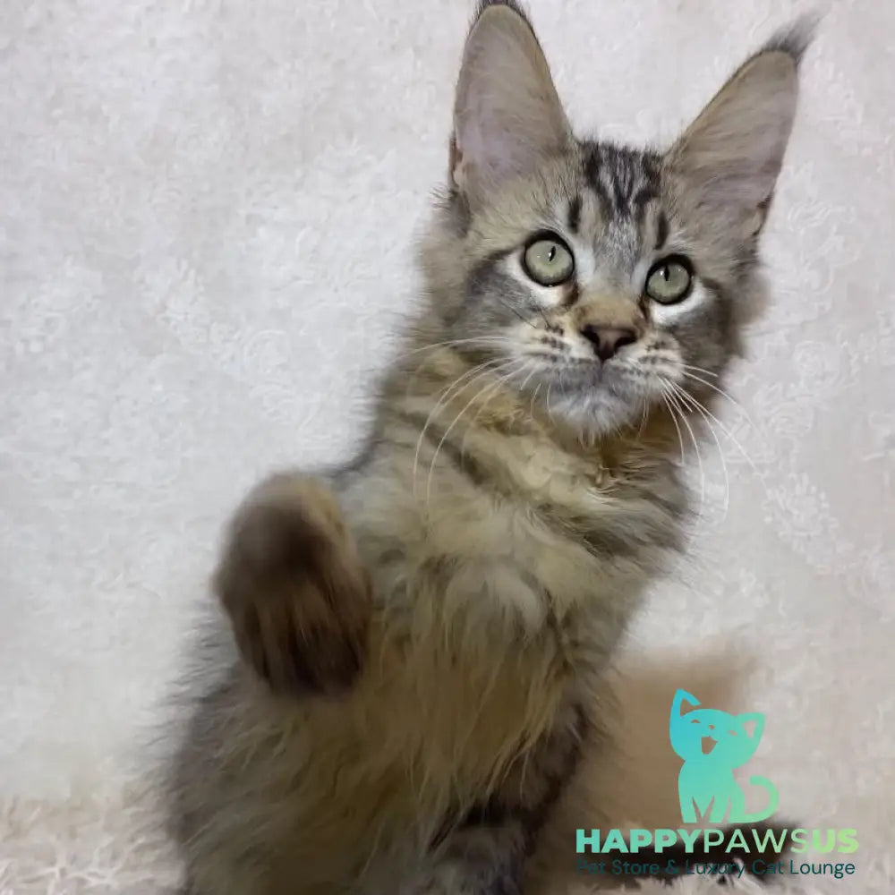 Leon Maine Coon polydactyl male black ticked tabby - live animals