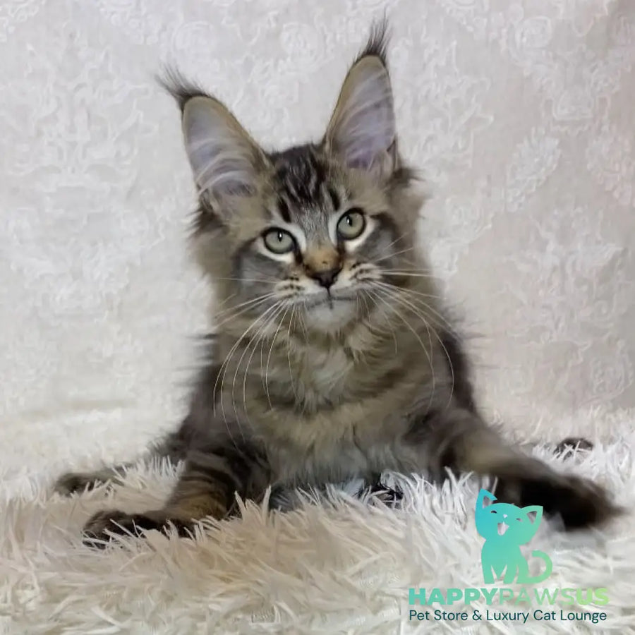 Leon Maine Coon polydactyl male black ticked tabby - live animals