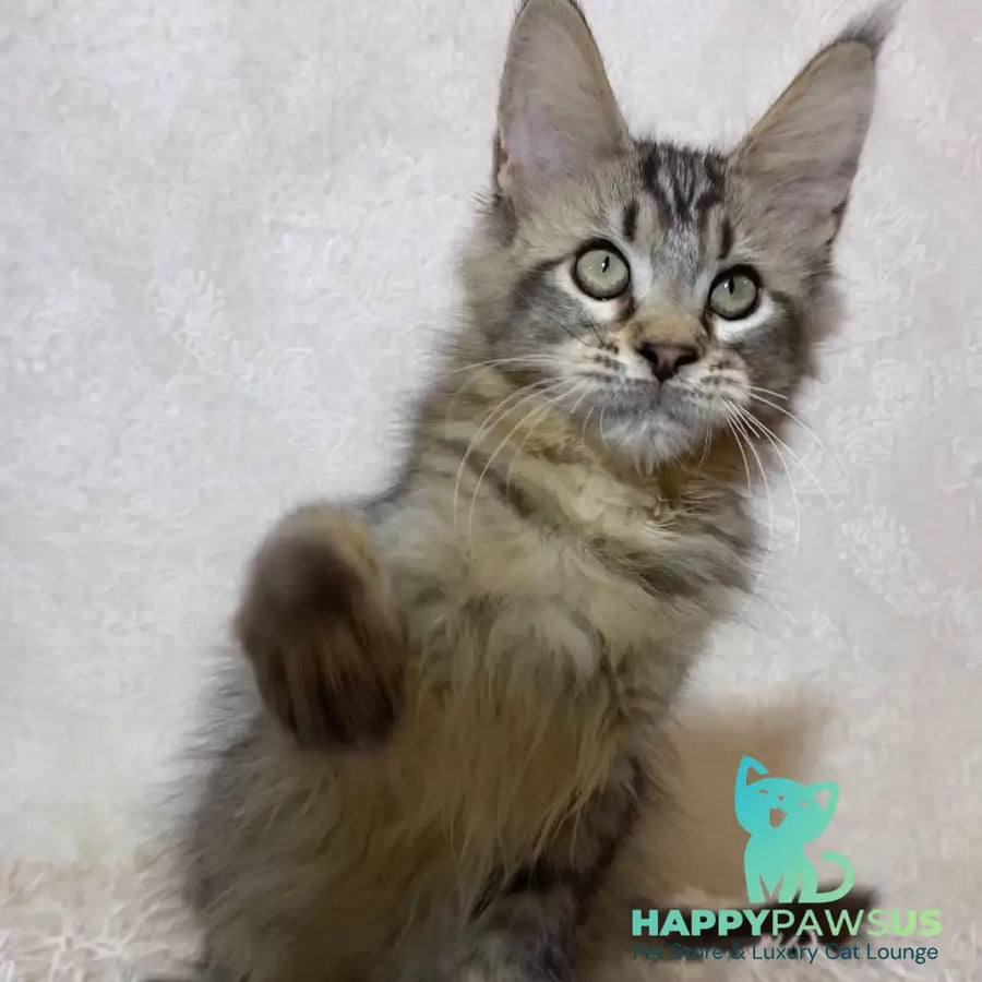 Leon Maine Coon polydactyl male black ticked tabby - live animals