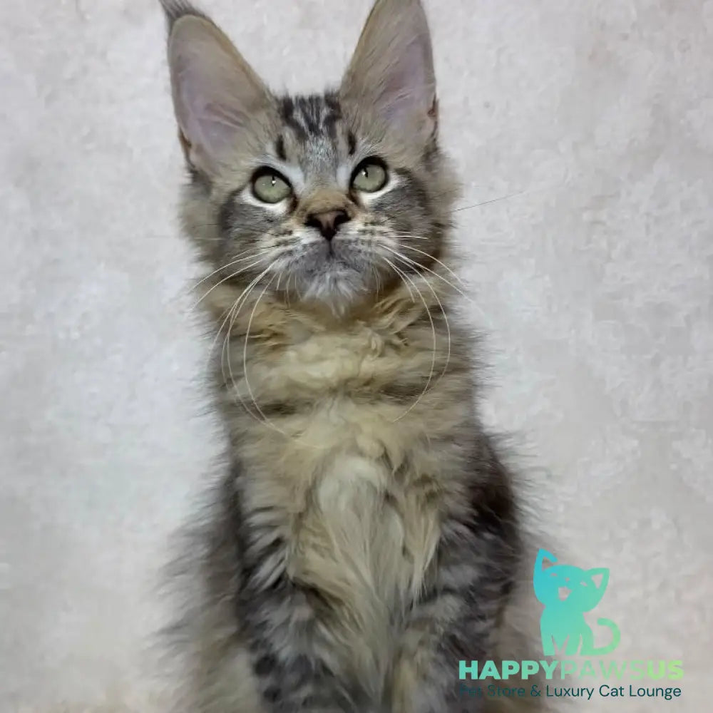 Leon Maine Coon polydactyl male black ticked tabby - live animals