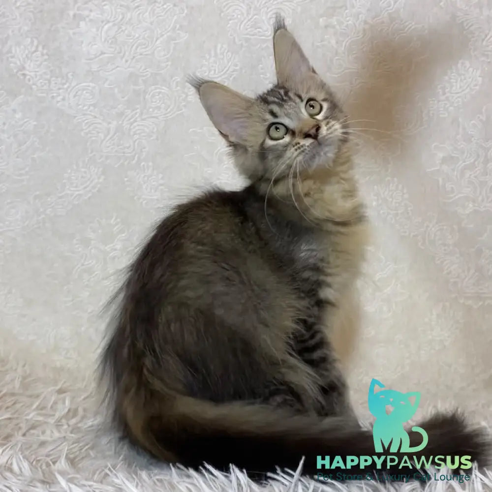Leon Maine Coon polydactyl male black ticked tabby - live animals
