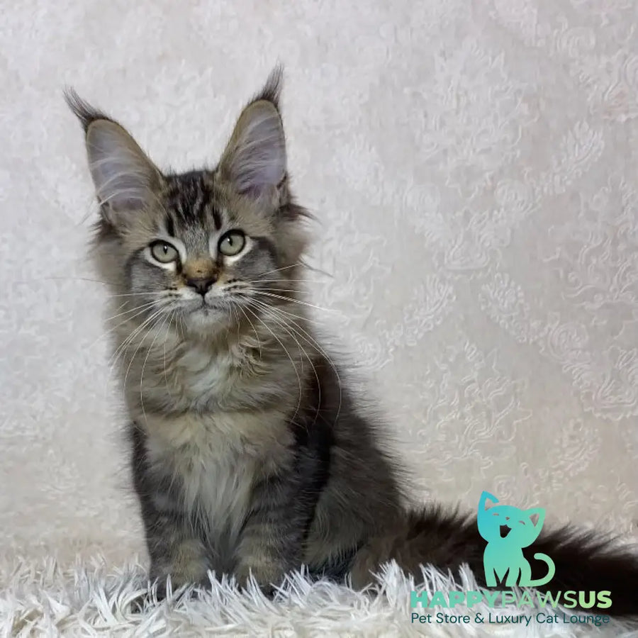 Leon Maine Coon polydactyl male black ticked tabby - live animals