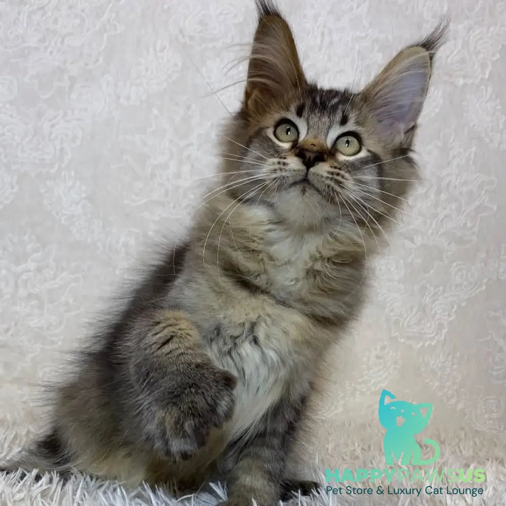 Leon Maine Coon polydactyl male black ticked tabby - live animals