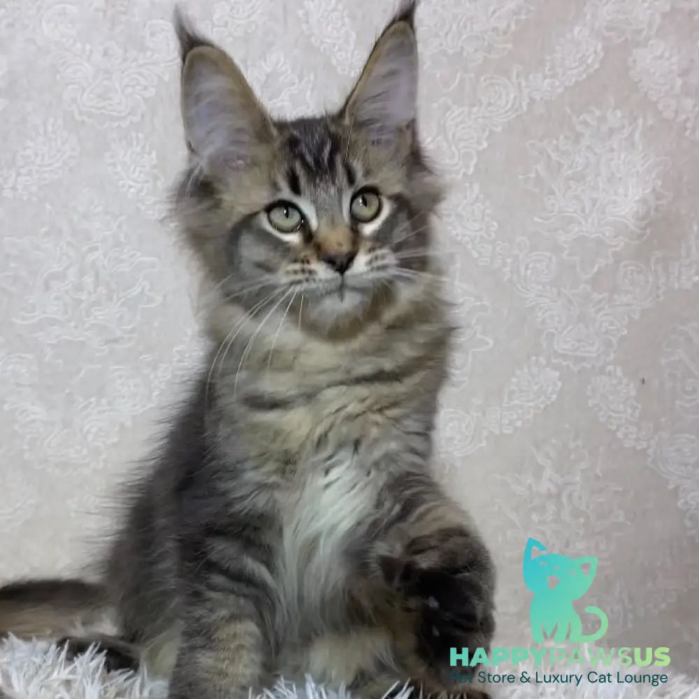 Leon Maine Coon polydactyl male black ticked tabby - live animals