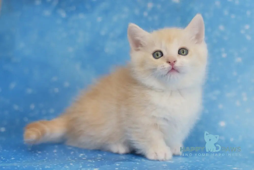 Leon Munchkin male red silver tabby bicolour live animals
