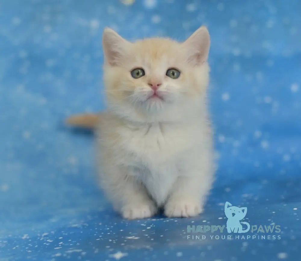 Leon Munchkin male red silver tabby bicolour live animals