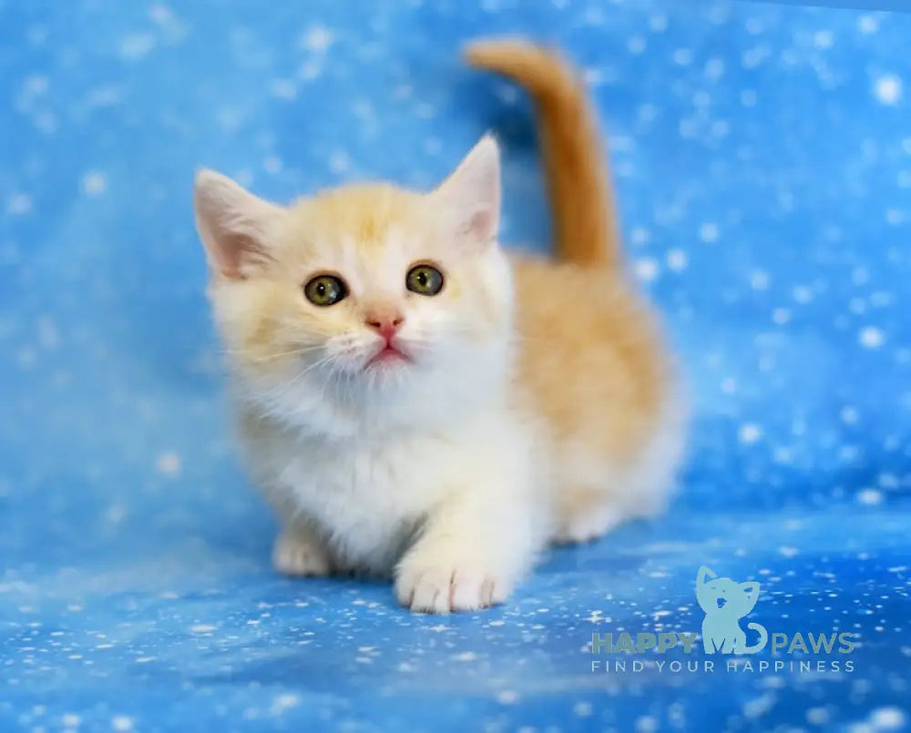 Leon Munchkin male red silver tabby bicolour live animals