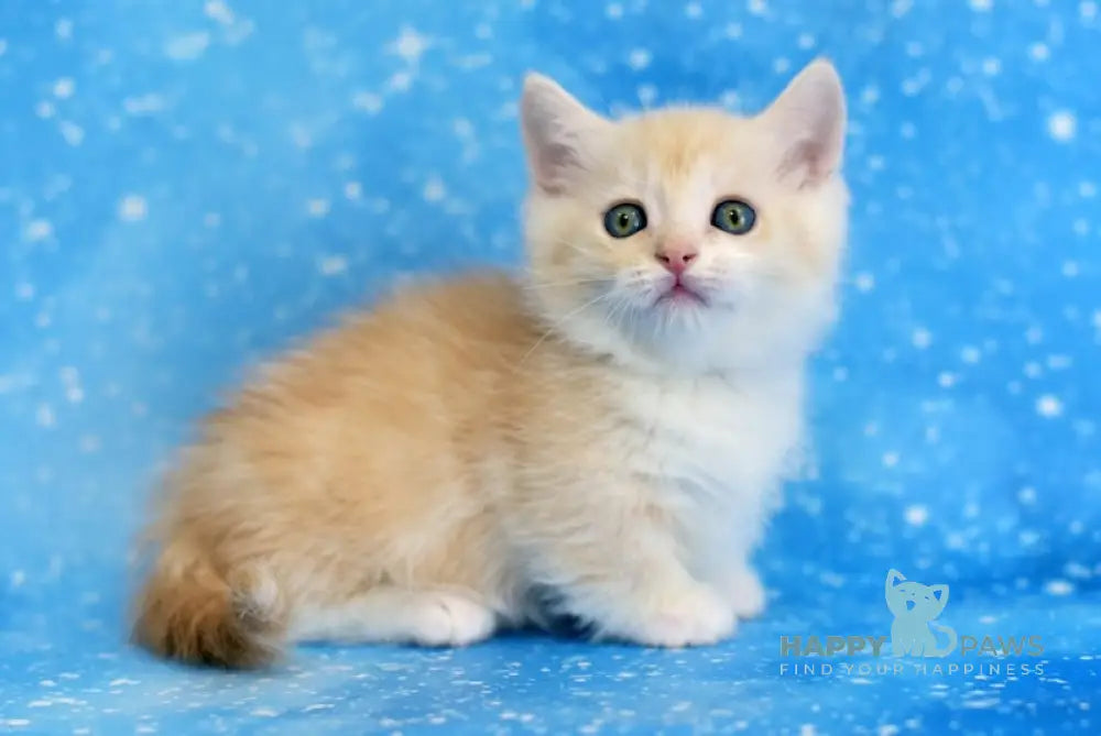 Leon Munchkin male red silver tabby bicolour live animals