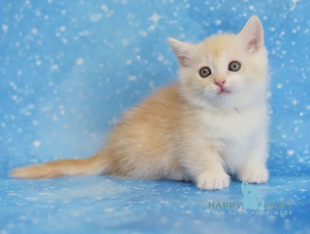 Leon Munchkin male red silver tabby bicolour live animals