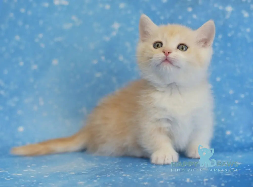 Leon Munchkin male red silver tabby bicolour live animals