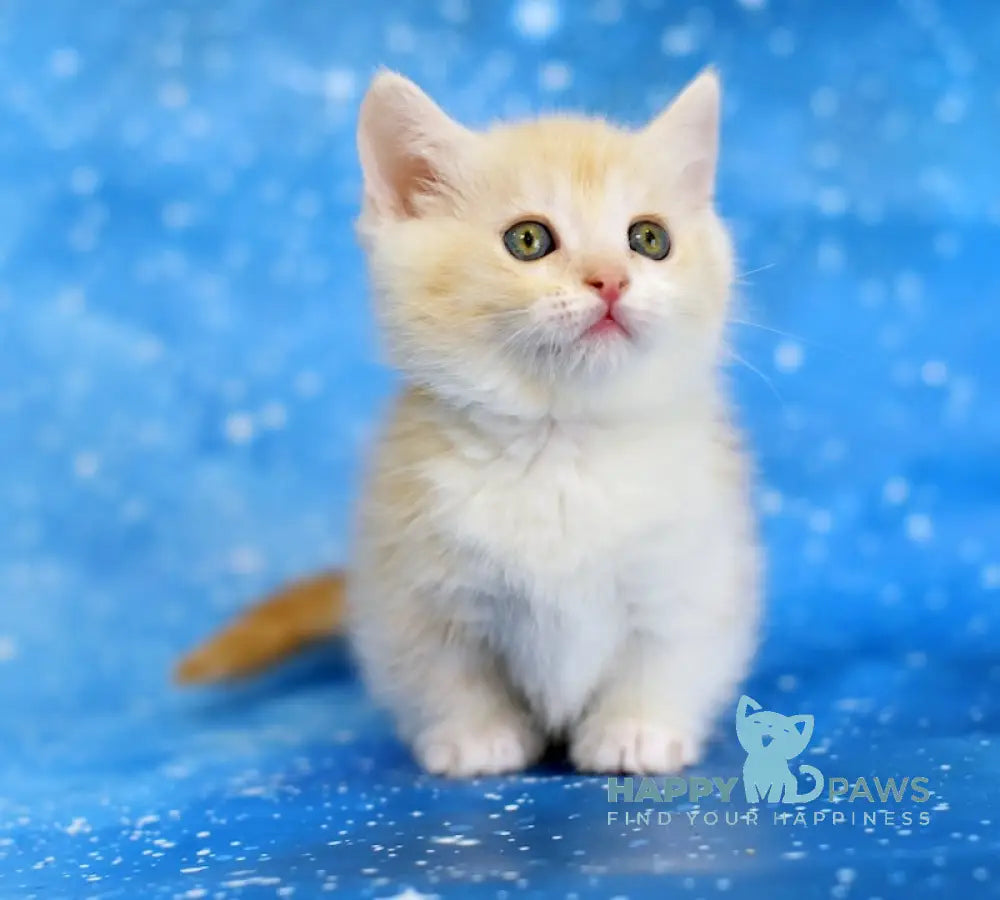 Leon Munchkin male red silver tabby bicolour live animals