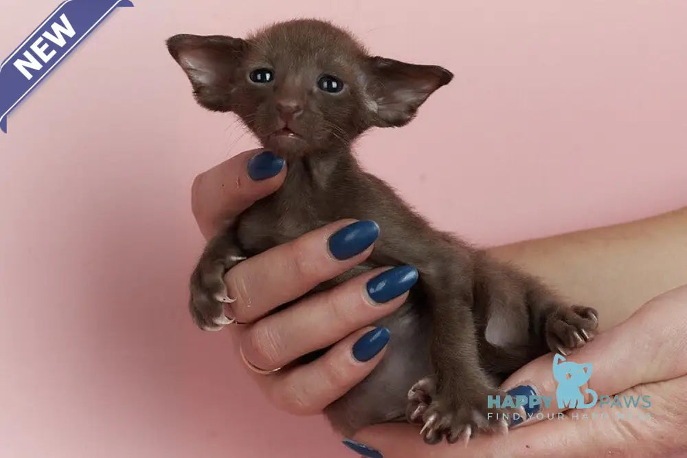 Leon Oriental Shorthair male chocolate live animals