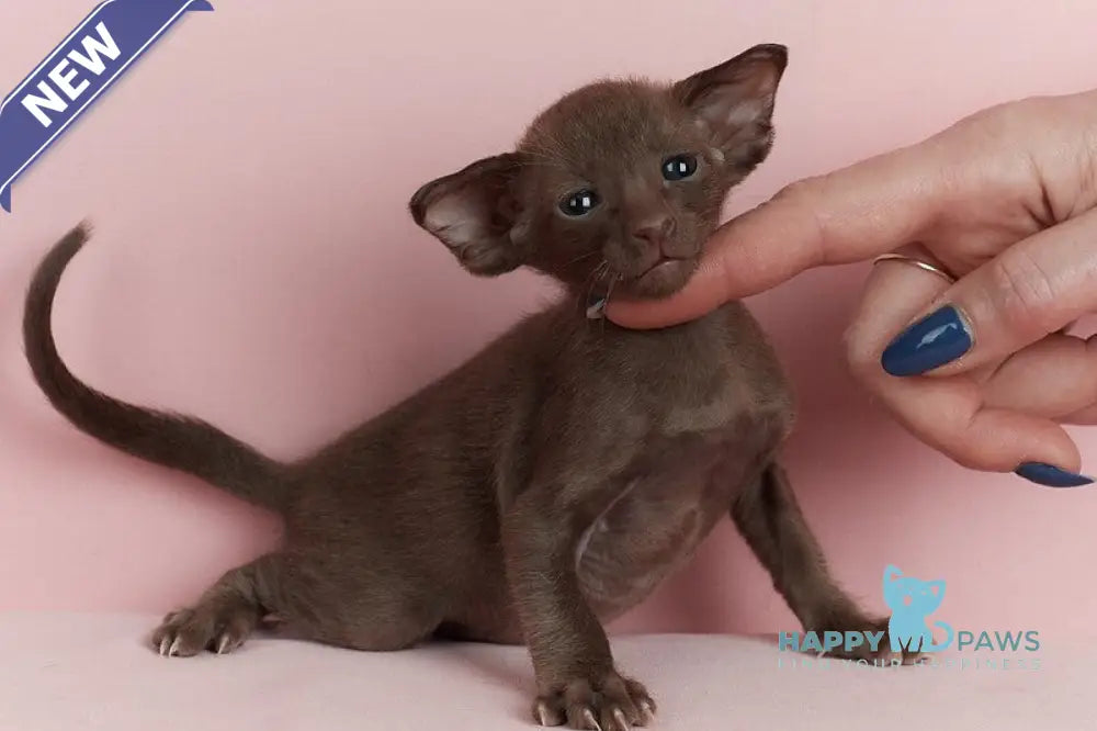Leon Oriental Shorthair male chocolate live animals