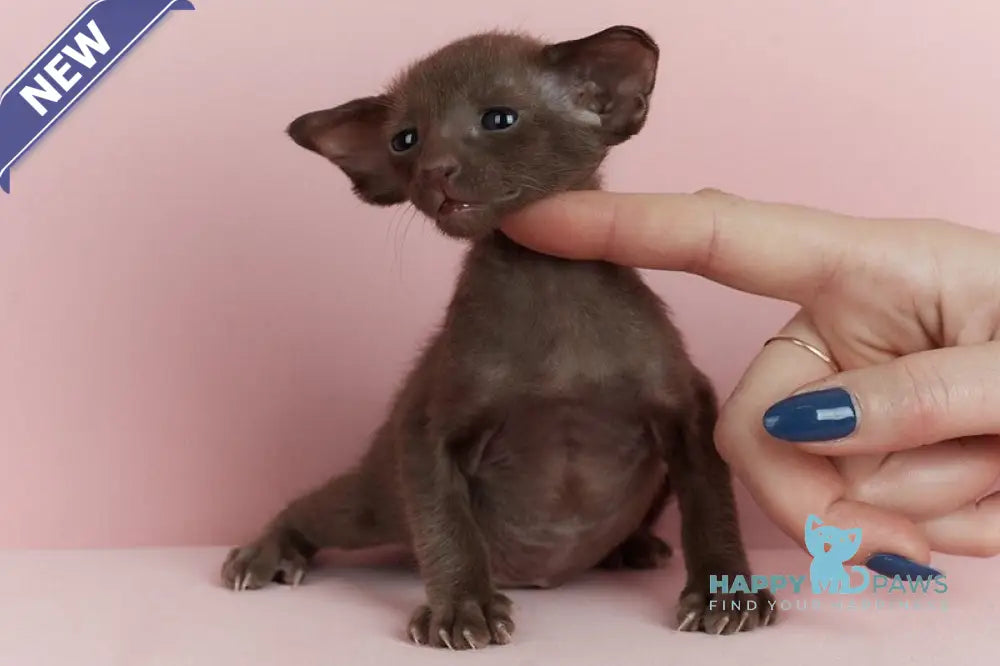 Leon Oriental Shorthair male chocolate live animals