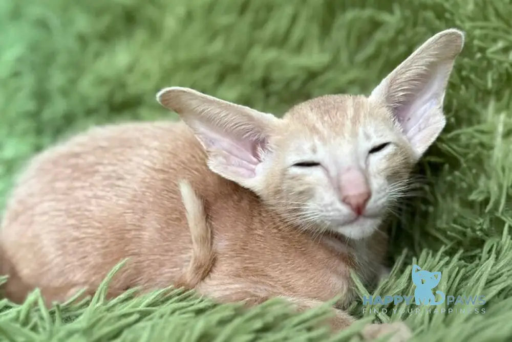 Leon Oriental Shorthair male cream - live animals