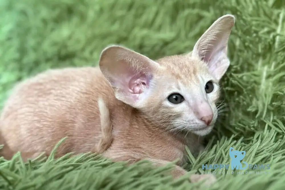 Leon Oriental Shorthair male cream - live animals