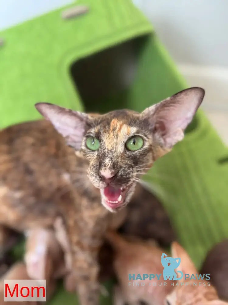 Leon Oriental Shorthair male cream - live animals