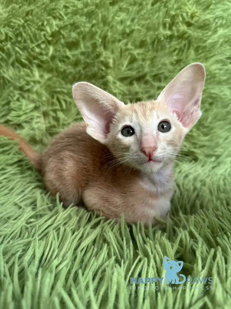 Leon Oriental Shorthair male cream - live animals