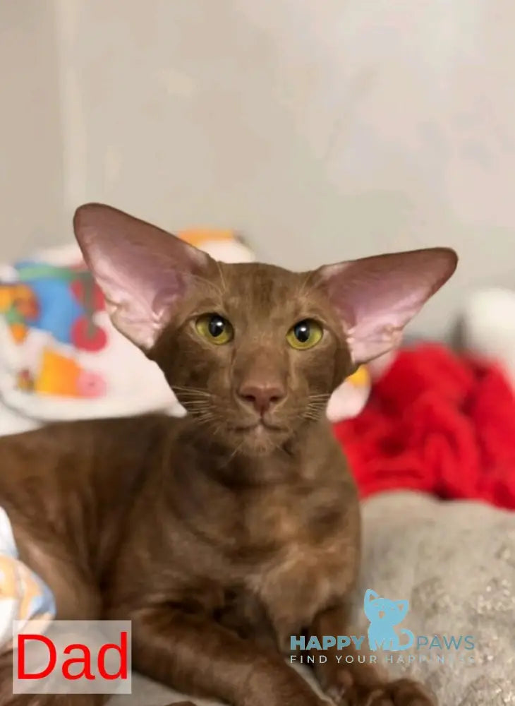 Leon Oriental Shorthair male cream - live animals
