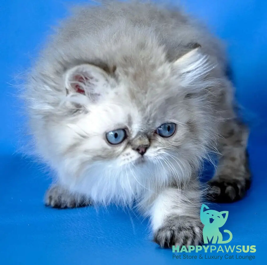 Leon Persian male blue lynx - live animals