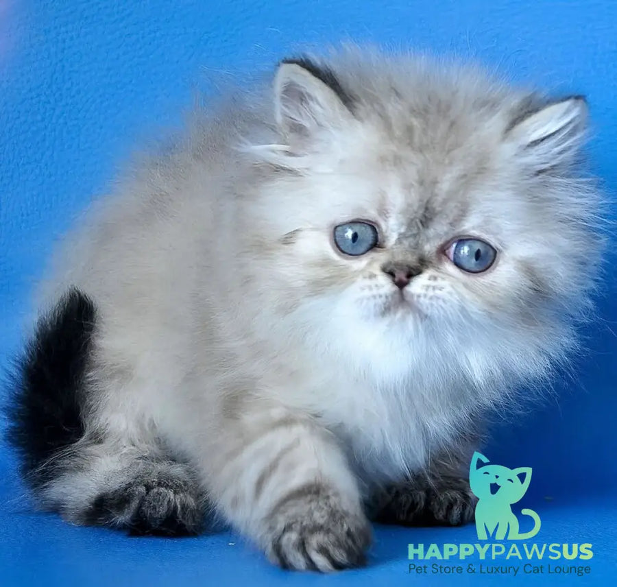 Leon Persian male blue lynx - live animals