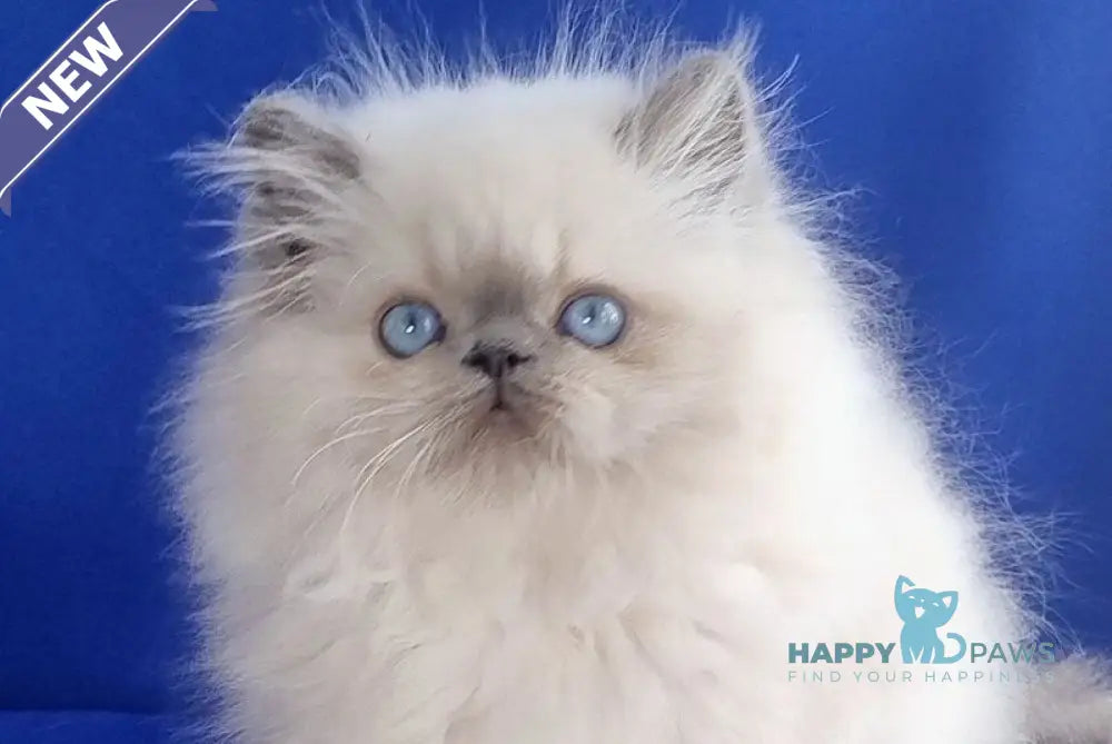 Leon Persian male blue pointed live animals