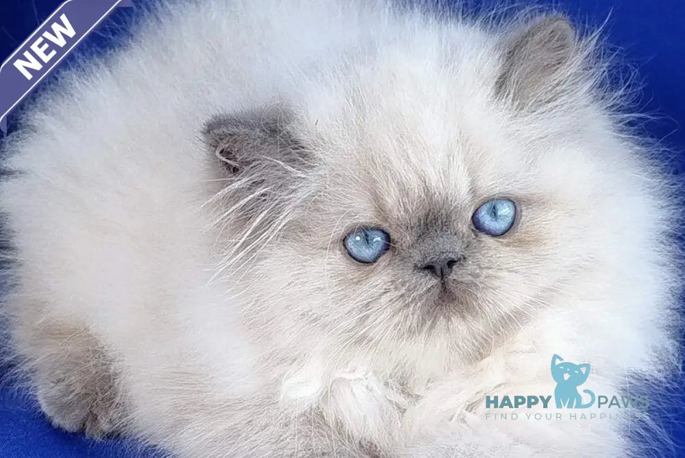 Leon Persian male blue pointed live animals