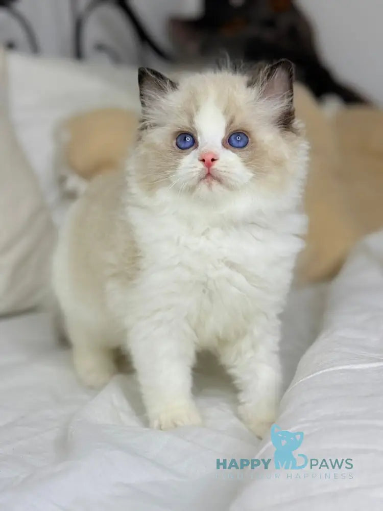 Leon Ragdoll male black bicolour live animals