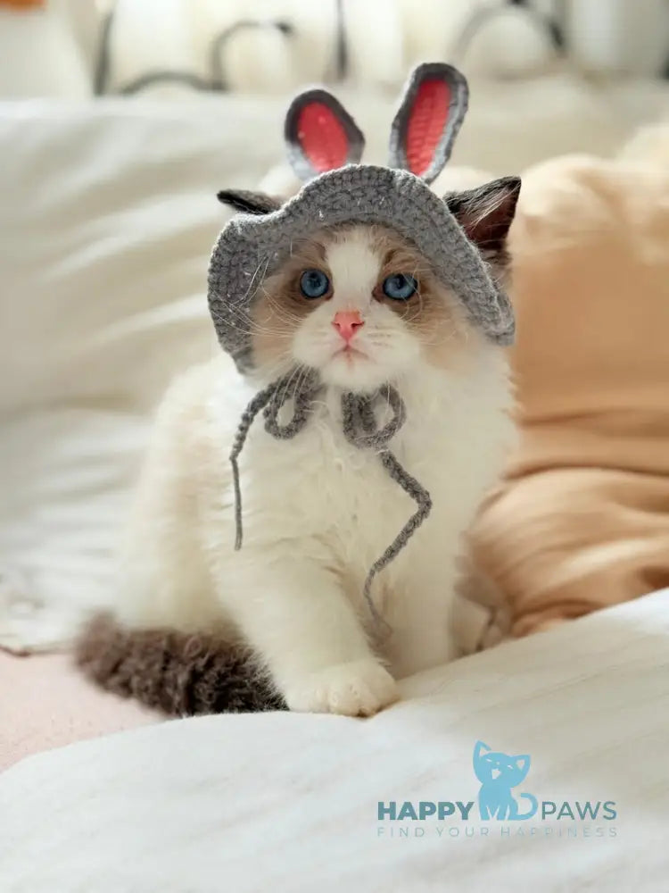 Leon Ragdoll male black bicolour live animals