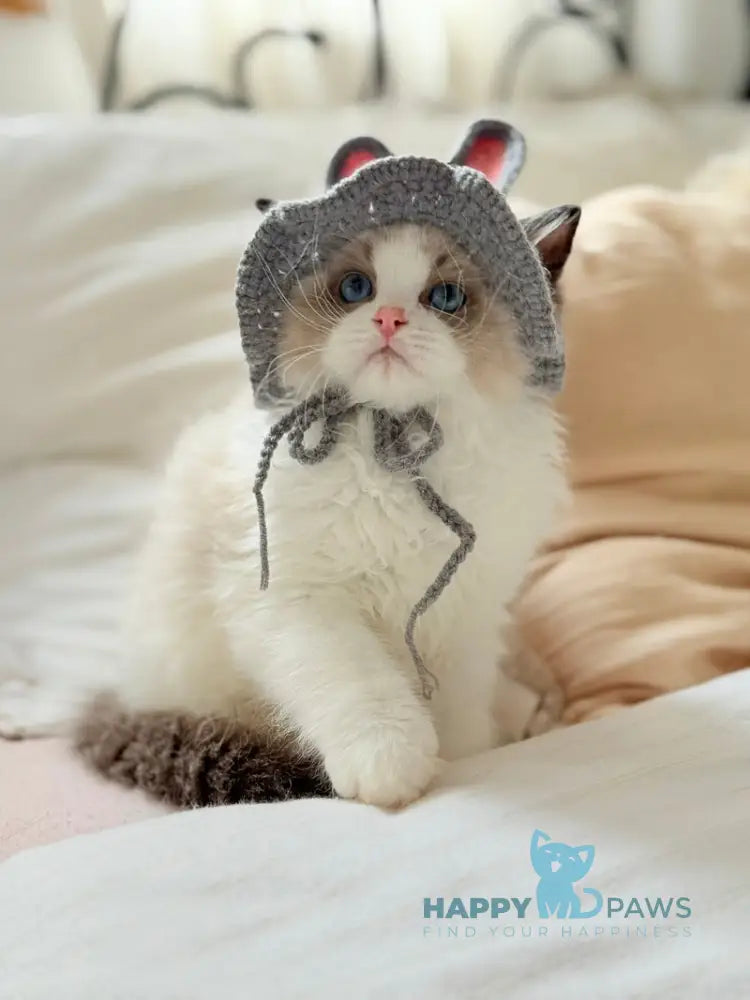 Leon Ragdoll male black bicolour live animals