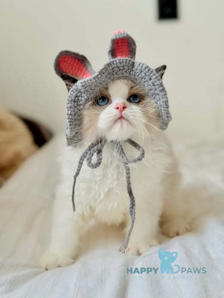 Leon Ragdoll male black bicolour live animals