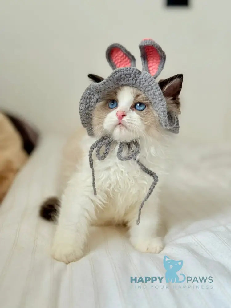 Leon Ragdoll male black bicolour live animals