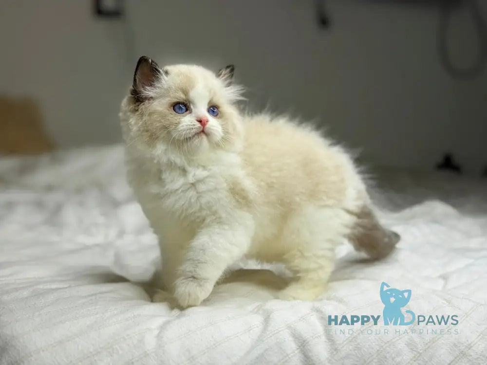 Leon Ragdoll male black bicolour live animals