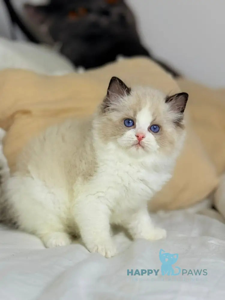 Leon Ragdoll male black bicolour live animals