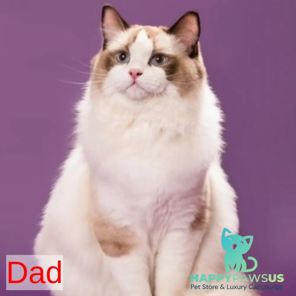 Leon Ragdoll male blue bicolour - live animals