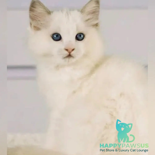 Leon Ragdoll male blue bicolour - live animals