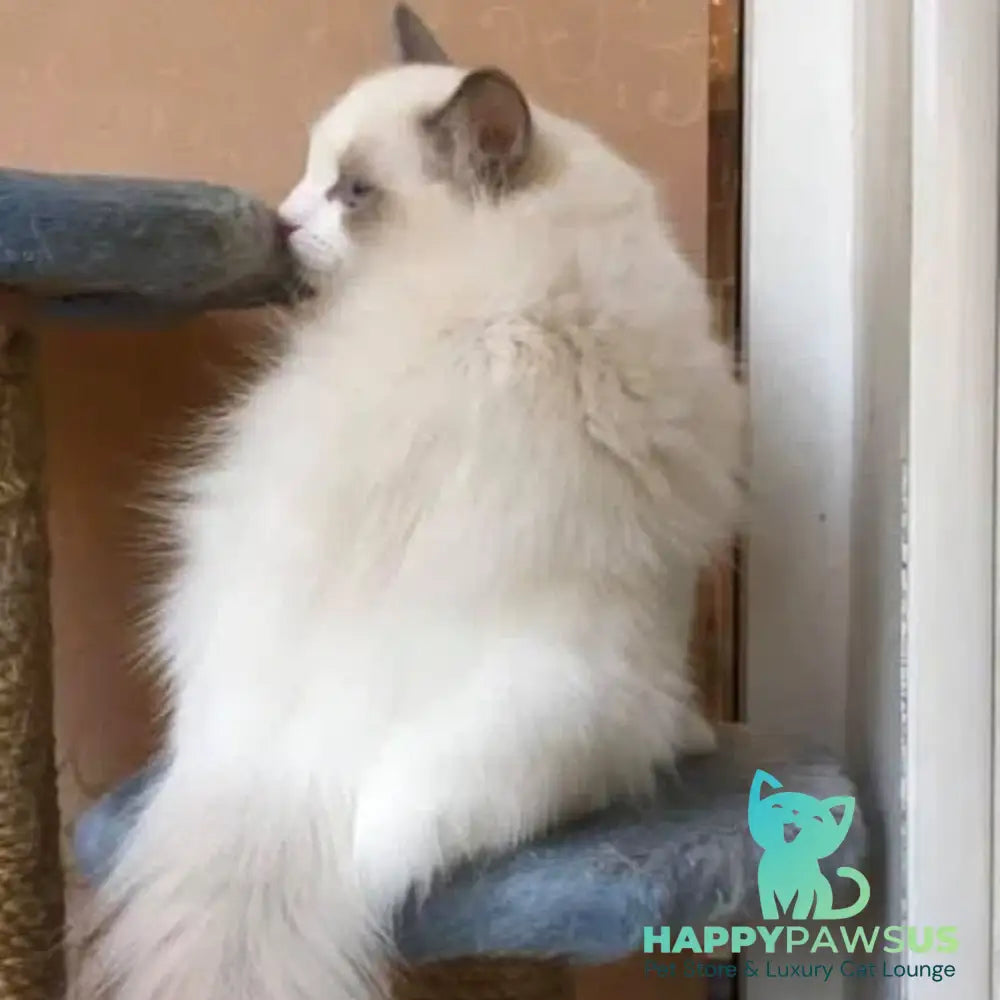 Leon Ragdoll male blue bicolour - live animals