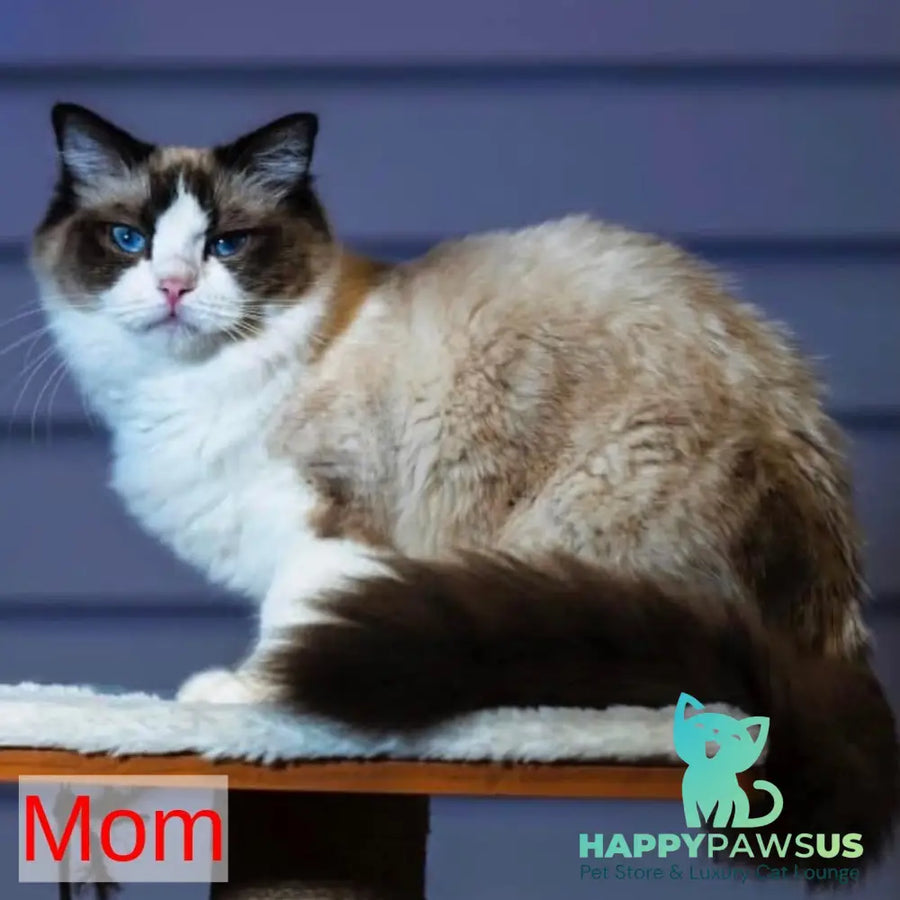 Leon Ragdoll male blue bicolour - live animals