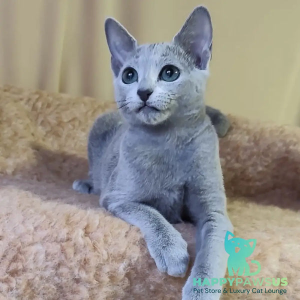 Leon Russian Blue male blue - live animals