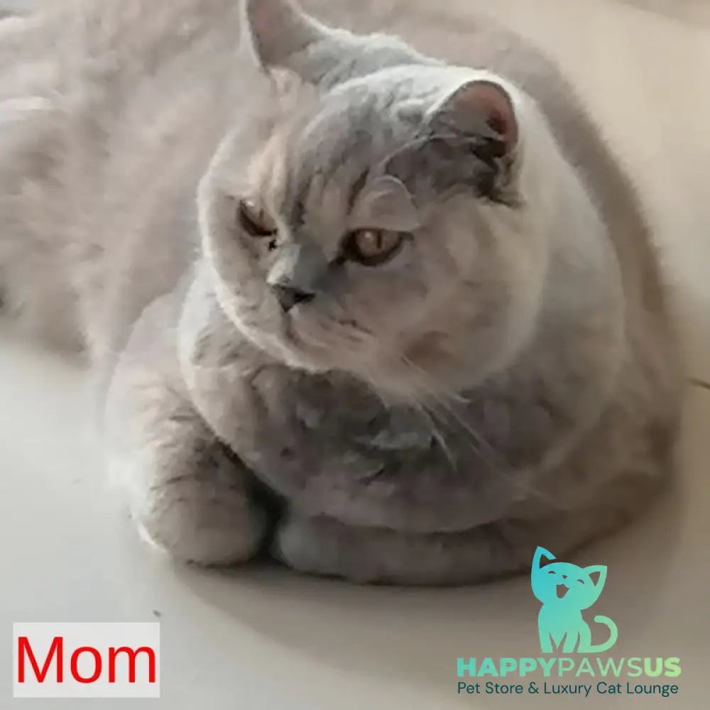 Leona British Shorthair female lilac tortie - live animals