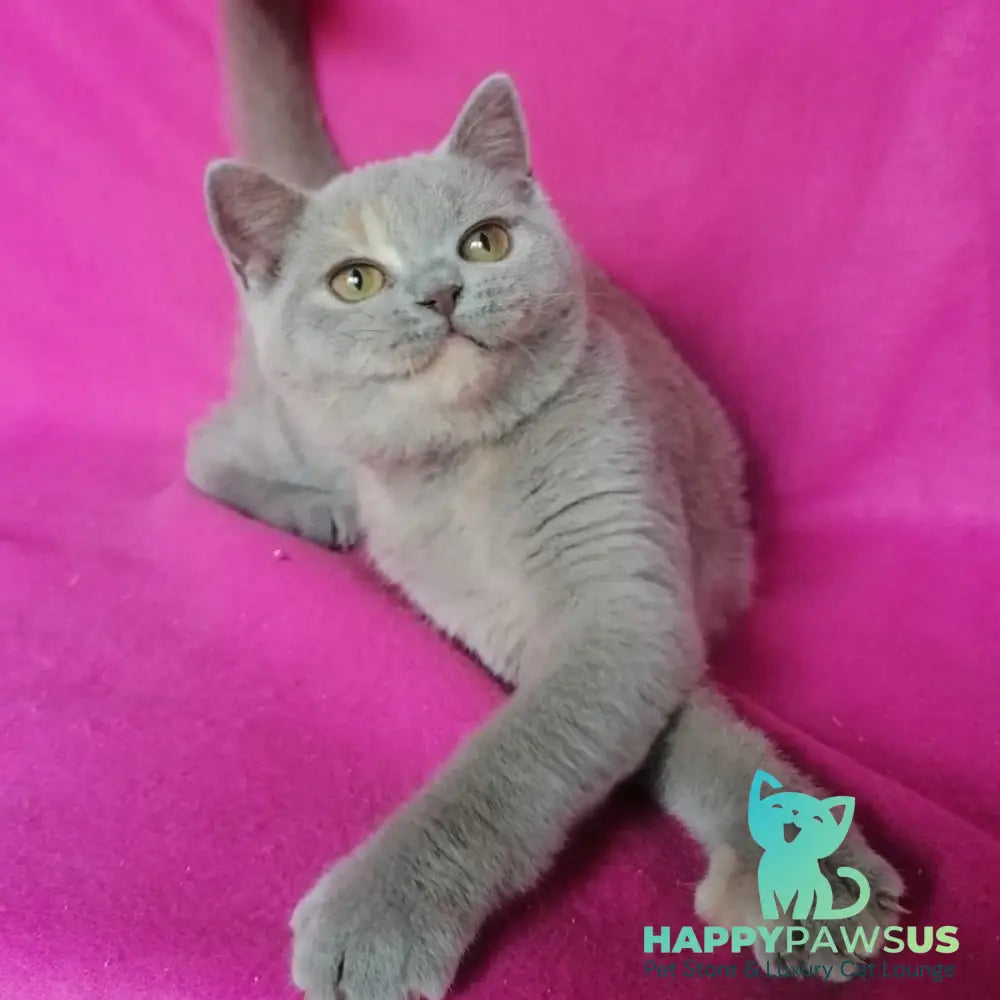 Leona British Shorthair female lilac tortie - live animals