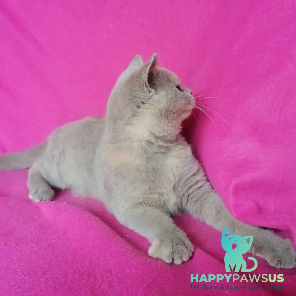 Leona British Shorthair female lilac tortie - live animals