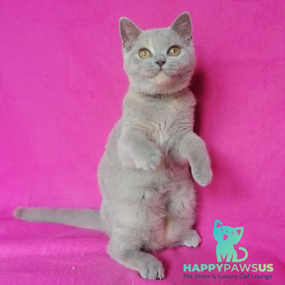 Leona British Shorthair female lilac tortie - live animals
