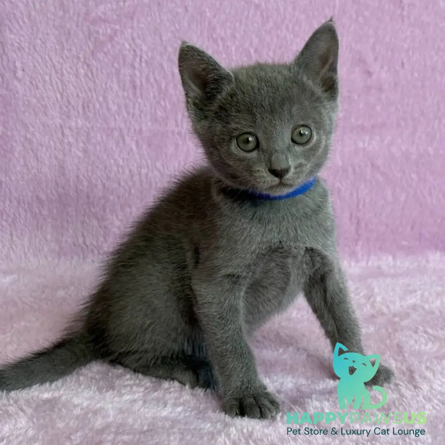 Leona Russian Blue female blue - live animals