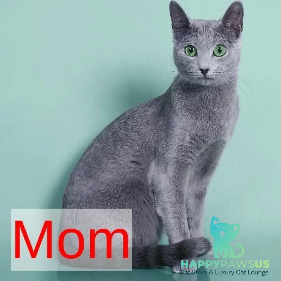 Leona Russian Blue female blue - live animals
