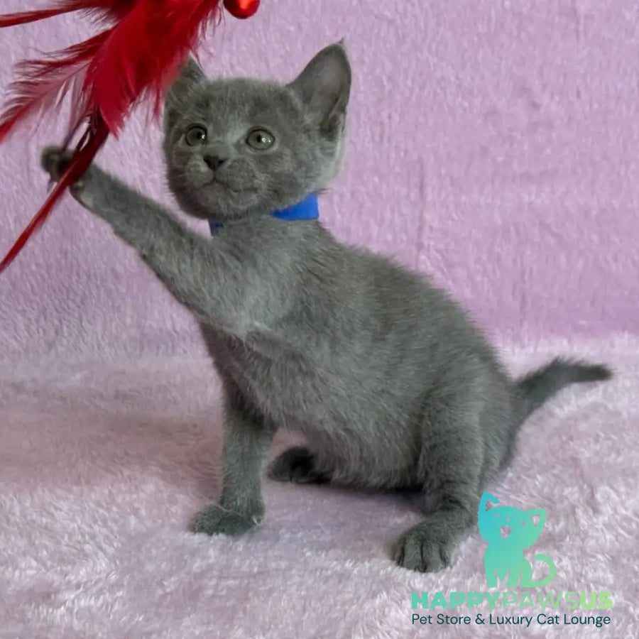 Leona Russian Blue female blue - live animals