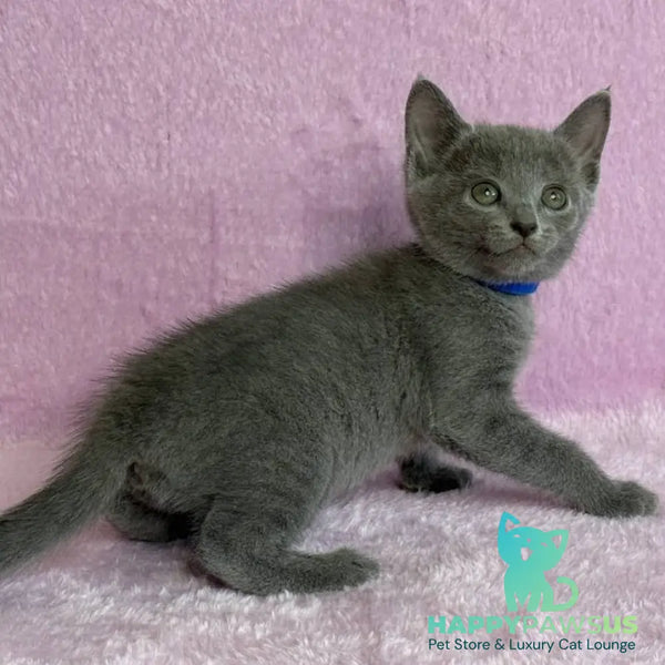 Leona Russian Blue female blue - live animals